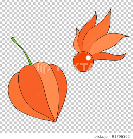 ほおずき(黒い線) ほおずき(黒い線) 91796563