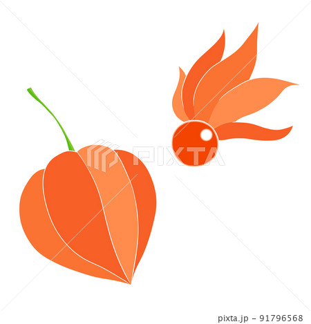 ほおずき（白い線） 91796568