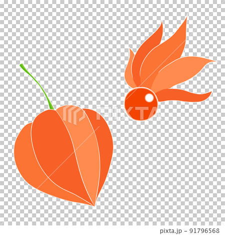 ほおずき（白い線） 91796568