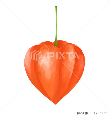 ほおずき（水彩風） 91796572