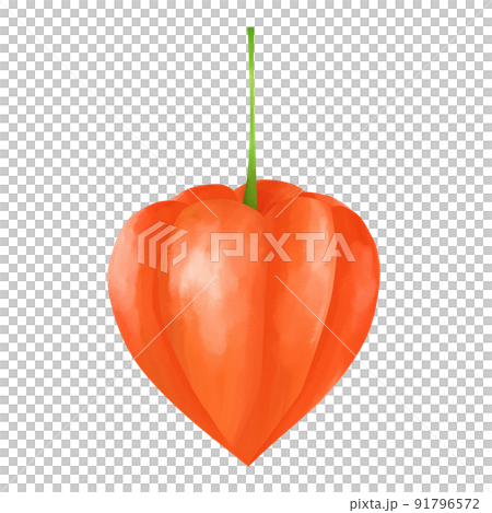 ほおずき（水彩風） 91796572