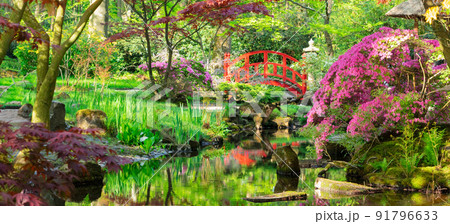 japanese garden in The Hague 91796633