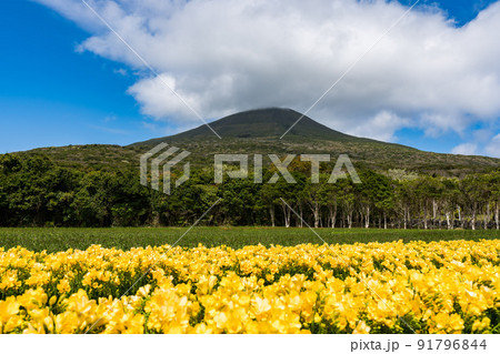 フリージア　八丈富士 91796844