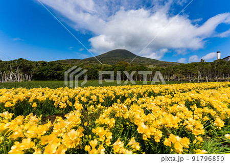 フリージア　八丈富士 91796850