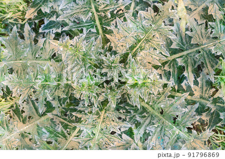 Onopordum acanthium. The texture of green leaves with spikes. Weeds. Natural background. Digital watercolor painting 91796869