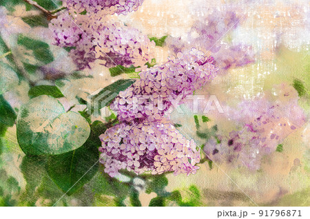 Spring flower blooms. The blooming of the lilac bush. Natural background. Digital watercolor painting 91796871