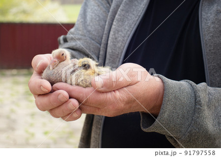 A pair of pigeon chick in fancier hand A pair of pigeon chick in fancier hand 91797558