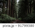 杉並木道 91799380