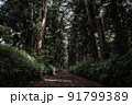 杉並木道 91799389