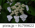 額紫陽花 91799622