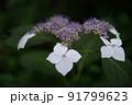 額紫陽花 91799623