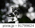 額紫陽花 91799624