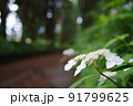 額紫陽花 91799625