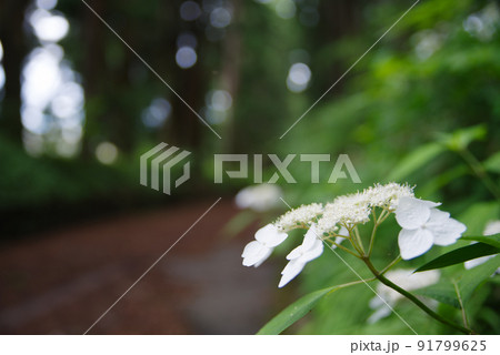 額紫陽花 91799625