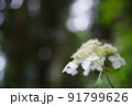額紫陽花 91799626