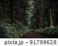 杉並木道 91799628