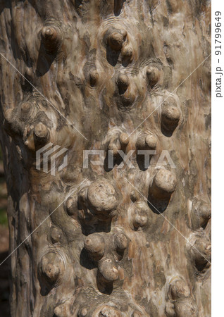 平滑な樹皮と不規則な丸い瘤が特徴のシマサルスベリの幹 91799649