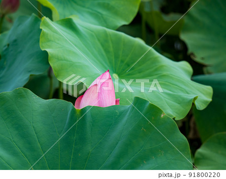 pink lotus flower blooming in pond with blurry background 91800220