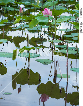 pink lotus flower blooming in pond with blurry background 91800259