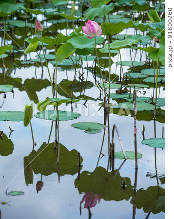pink lotus flower blooming in pond with blurry background 91800260