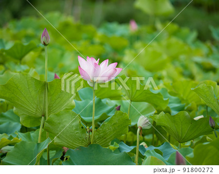 pink lotus flower blooming in pond with blurry background 91800272