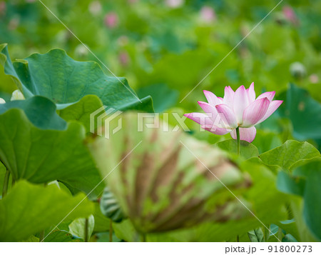 pink lotus flower blooming in pond with blurry background pink lotus flower blooming in pond with blurry background 91800273