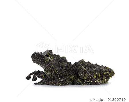 Mossy frog on white background Mossy frog on white background 91800710