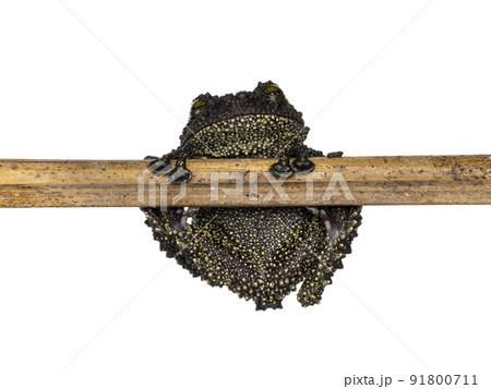 Mossy frog on white background Mossy frog on white background 91800711
