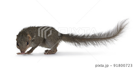 Tupaia Belangeri on white background 91800723