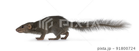 Tupaia Belangeri on white background 91800724