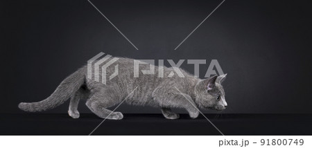 Russian Blue cat on black background 91800749