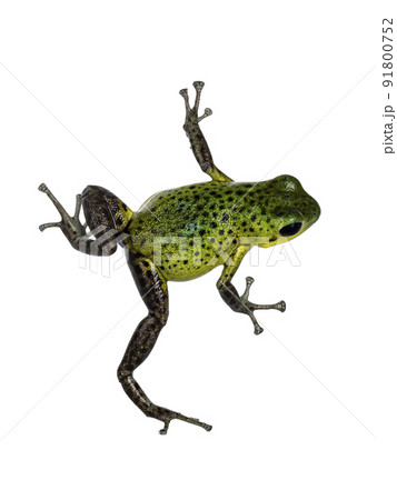 Top view of vibrant Oophaga pumilio Punta Laurent frog. Isolated on a white background. 91800752