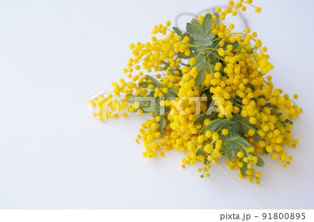 ミモザの花束 91800895