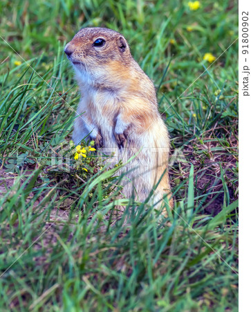 Gopher is peeking out of its hole. 91800902
