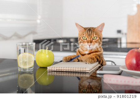 Domestic cat, green apple and scales for measuring weight with food. 91801219