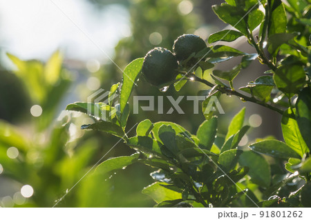 Bergamot and green spring leaf with water at sunset 91801262