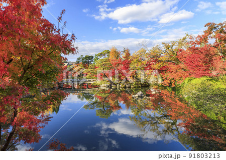 京都市左京区 永観堂の紅葉 京都市左京区 永観堂の紅葉 91803213