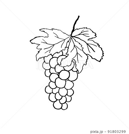 Grapes Bunch with Leaf and berry. Hand Drawn Vector Illustration. Sketch isolated on white. Grapes Bunch with Leaf and berry. Hand Drawn Vector Illustration. Sketch isolated on white. 91803299