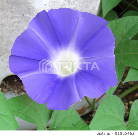 青いアサガオの花 91805462