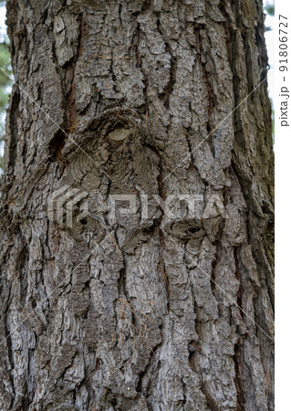 Texture old bark of a pine tree trunk close-up. Pinus sylvestris Texture old bark of a pine tree trunk close-up. Pinus sylvestris 91806727