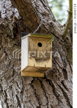Plywood birdhouse on an old tree in the forest to help wild birds close-up 91806728