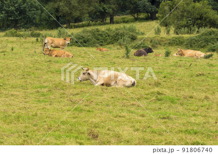 A herd of cows are resting on a farm pasture on the grass A herd of cows are resting on a farm pasture on the grass 91806740