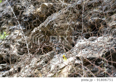 Natural rock with mesh to protect against landslides dangerously sliding down the cliff onto the road. Rockfall and falling stones protection Natural rock with mesh to protect against landslides dangerously sliding down the cliff onto the road. Rockfall and falling stones protection 91806751