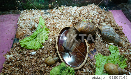 Achatina fulica drink water from bowl Achatina fulica drink water from bowl 91807142