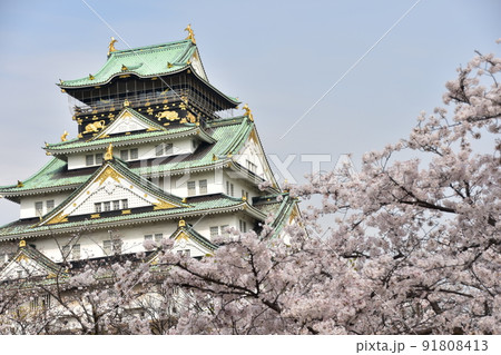 日本の大阪府　春の大阪城　満開の桜と青空と立派な天守閣 91808413