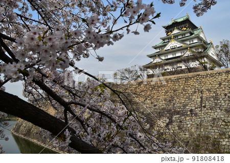 日本の大阪府 春の大阪城 満開の桜と青空と立派な天守閣 日本の大阪府 春の大阪城 満開の桜と青空と立派な天守閣 91808418