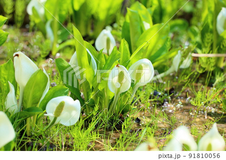 ミズバショウの花 ミズバショウの花 91810056