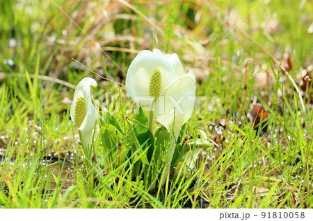 ミズバショウの花 ミズバショウの花 91810058
