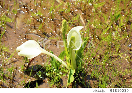 ミズバショウの花 91810059