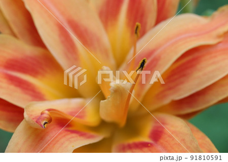 ヤブカンゾウの花 91810591